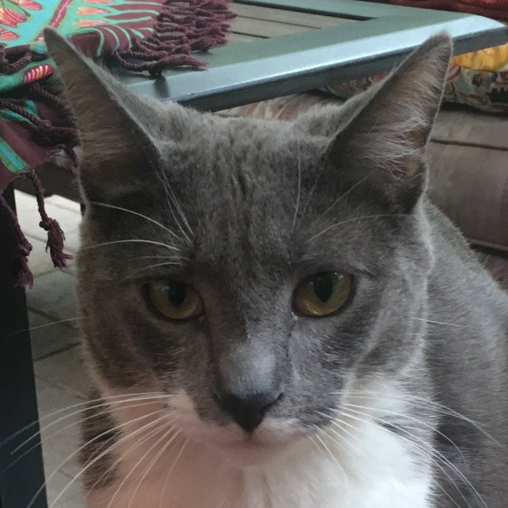 Meet your Posher, Aishah